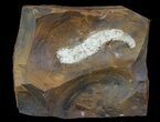 Unidentified Fossil Fruiting Body From North Dakota - Paleocene #65839-1